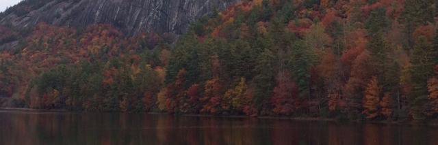 Nicole Cavanah banner