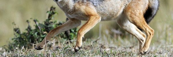 ChacaleDuNet's profile banner image