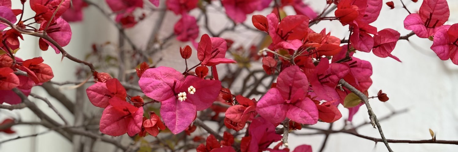 aysetkar's profile banner image