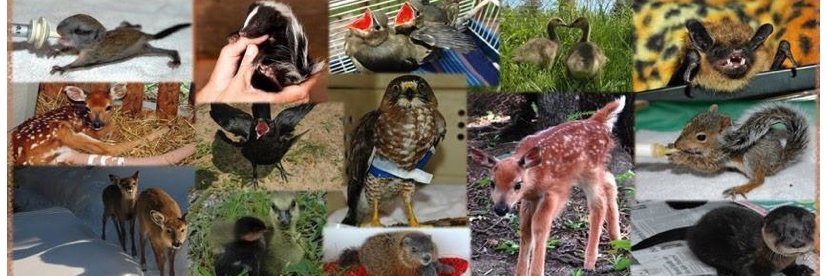 WWSanctuary's profile banner image