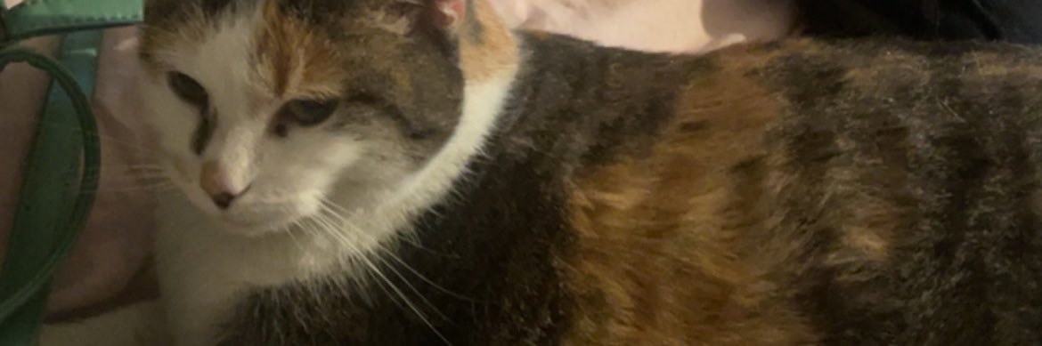 SierraMonroe19's profile banner image