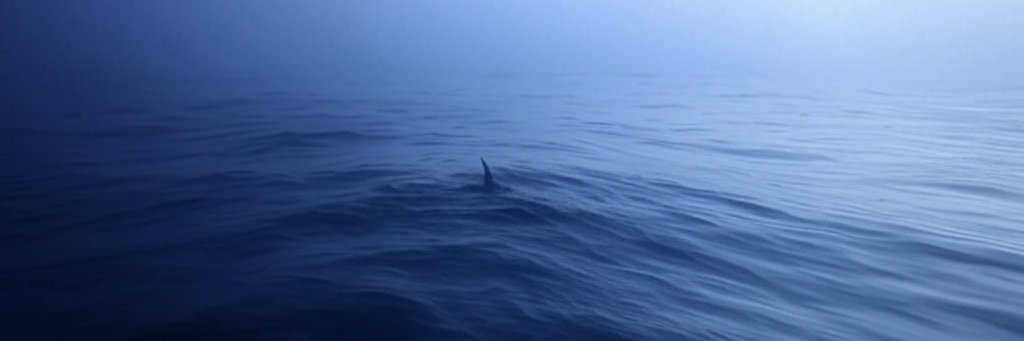 SharkTalkk's profile banner image