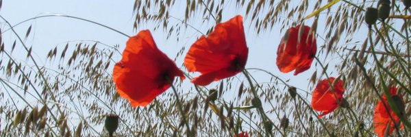 sworrall Profile Banner