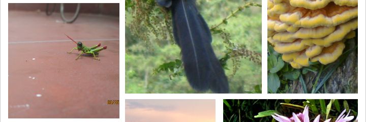 Maoparquet's profile banner image