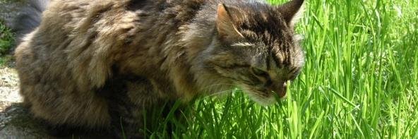lechat banner