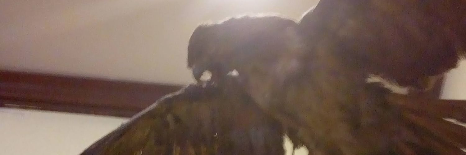 Elchurry's profile banner image