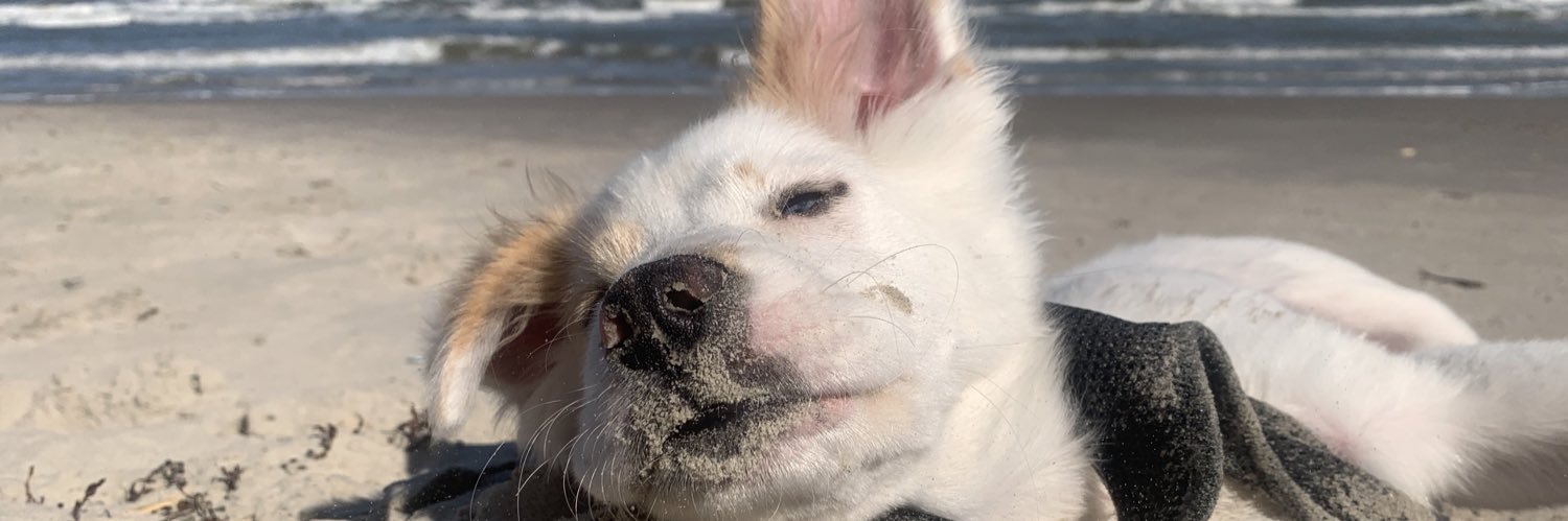 bear_olivarez's profile banner image