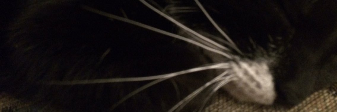 Mongoose401's profile banner image