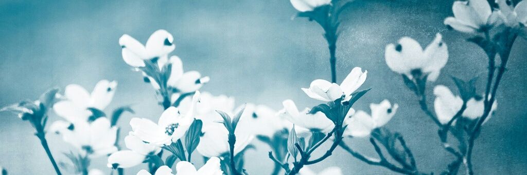 Colleen banner