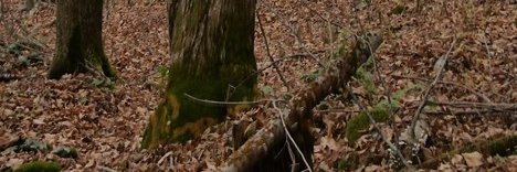 carlrmoore's profile banner image