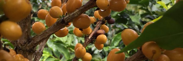 curveroasters Profile Banner