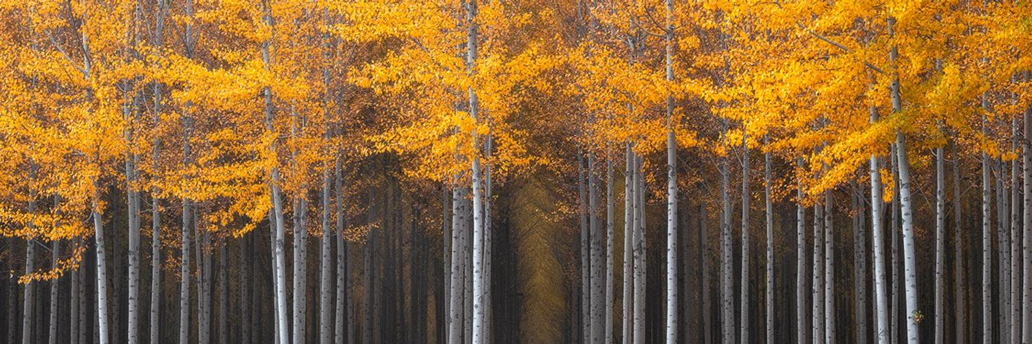 Holden Caulfield banner