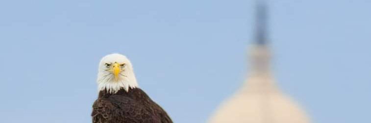 Julie Johnson banner