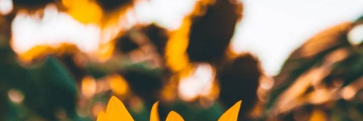 sofiasalado_99's profile banner image