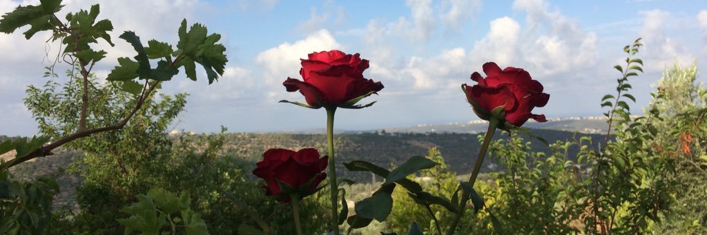 aliibnabutaleb's profile banner image