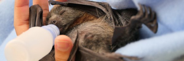 ACT_Wildlife Profile Banner