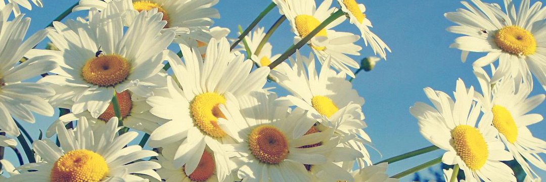 AlaaSfarghaly's profile banner image
