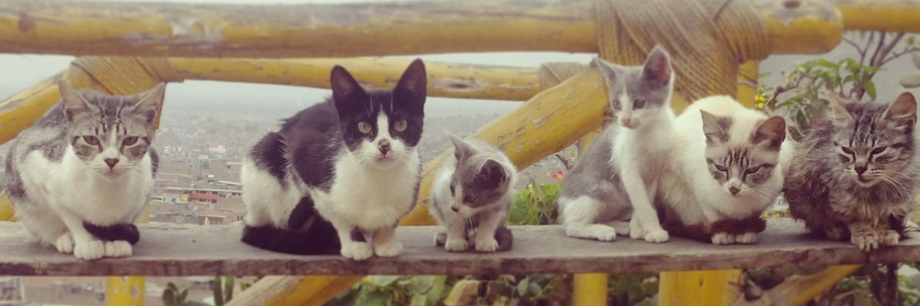 G. Daniela Mercado S. banner