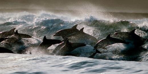 Anriette Schoeman banner