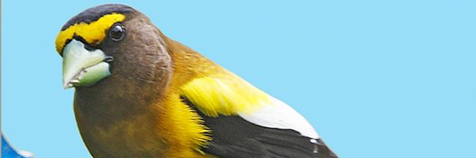 stokesbirding's profile banner image