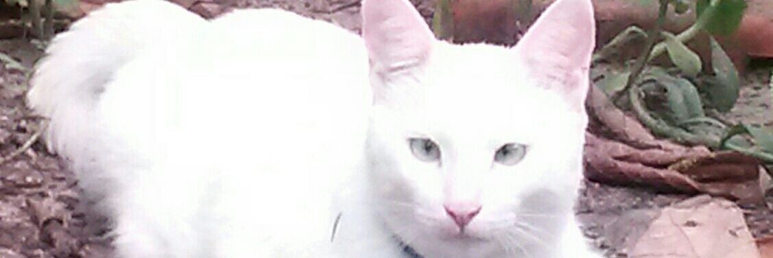 luamonteiroBel's profile banner image