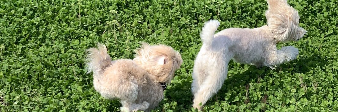 toymalpoodle's profile banner image