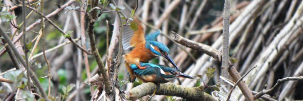 jjzomerset Profile Banner