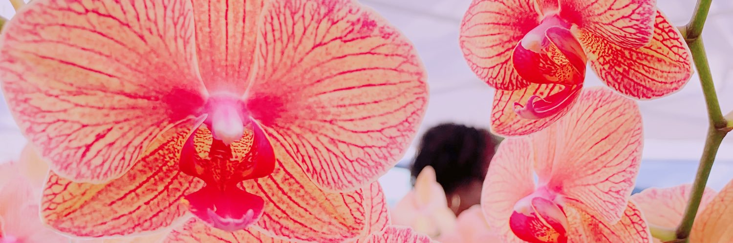 carolinee236's profile banner image