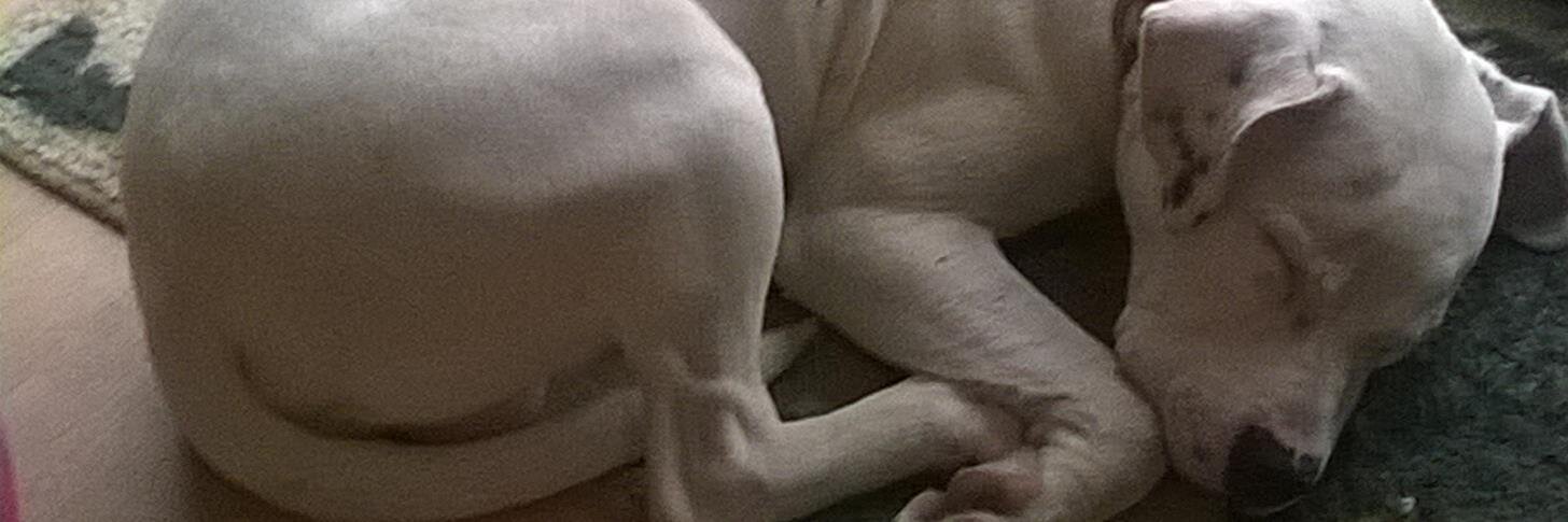 Phroggy14's profile banner image