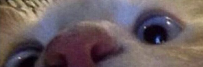 cheeki's banner