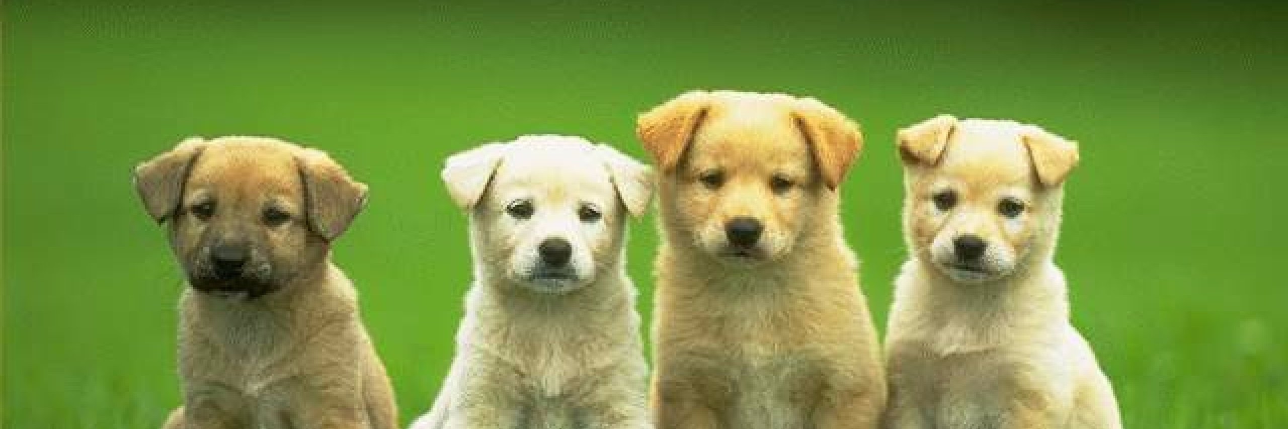 Cute DOGS banner