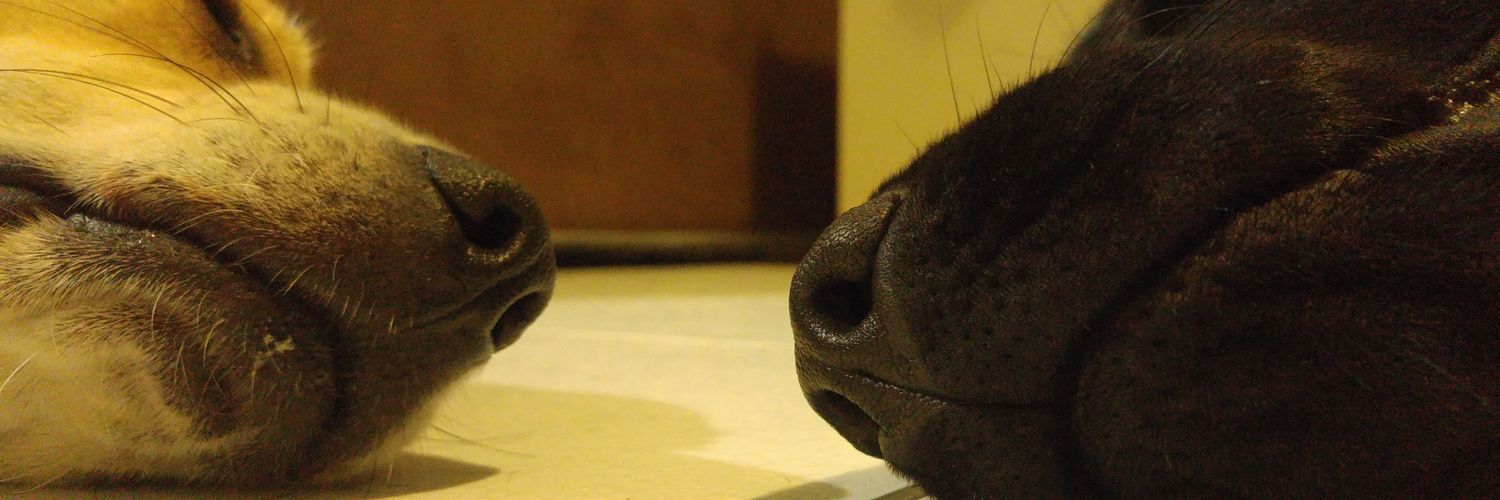 vevinhas's profile banner image