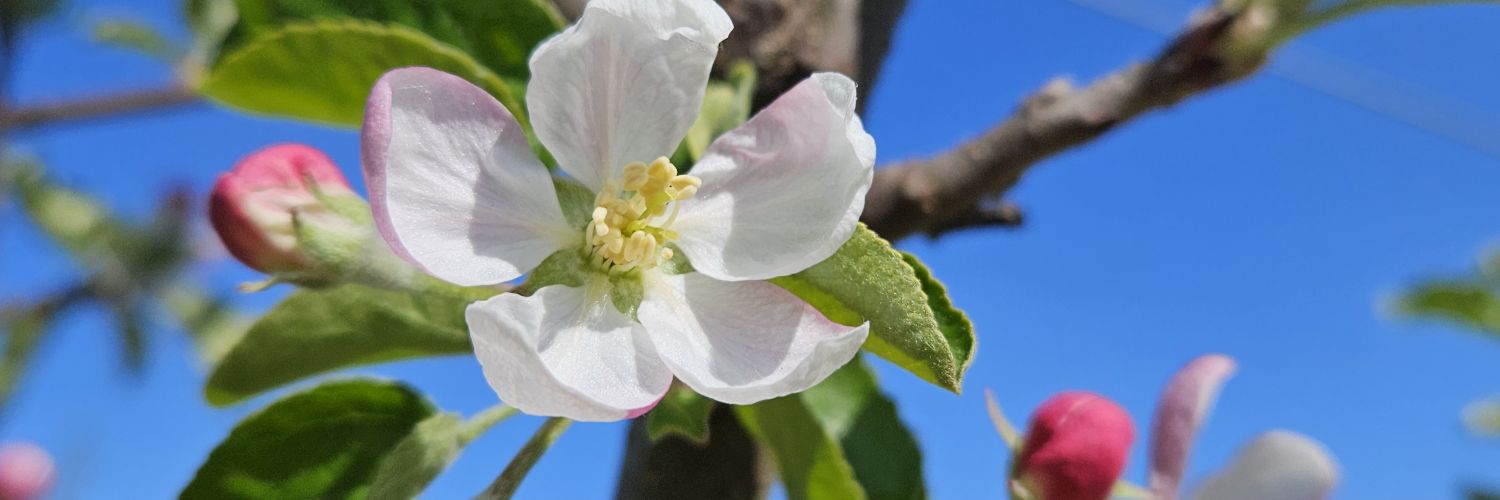 Kristy GriggMcGuffin banner