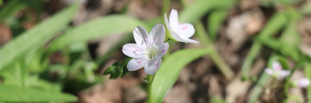 JessFrankmore's profile banner image