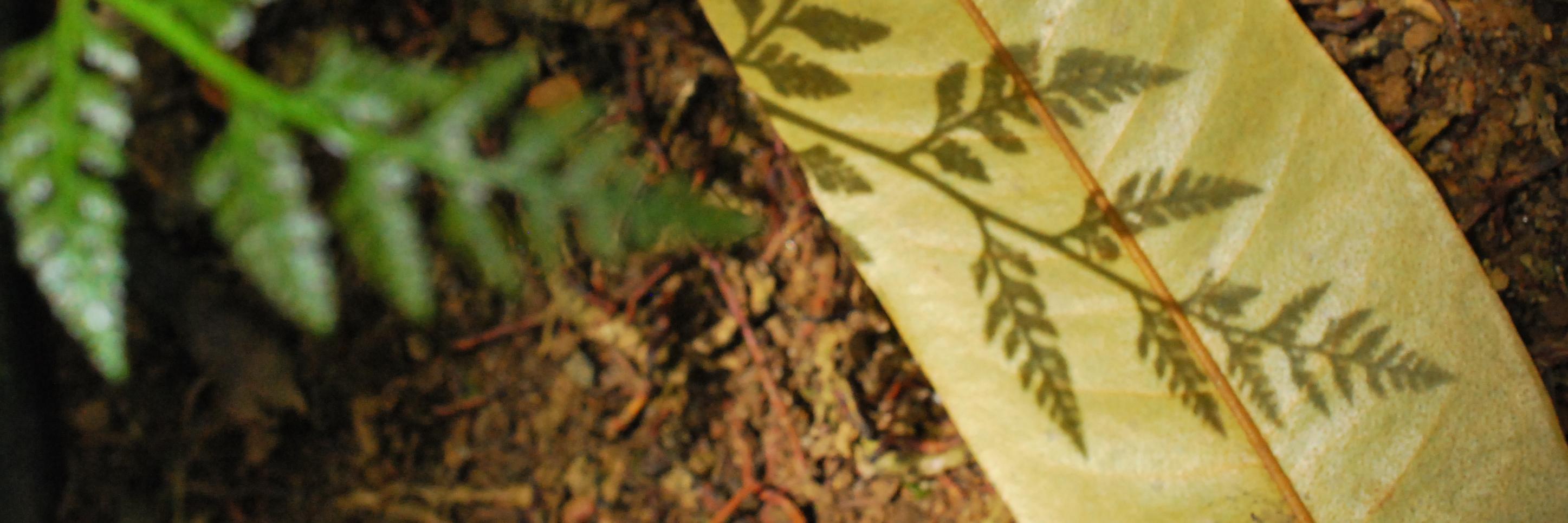 Tigrrr's profile banner image