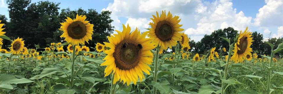 LandTrustTN's profile banner image