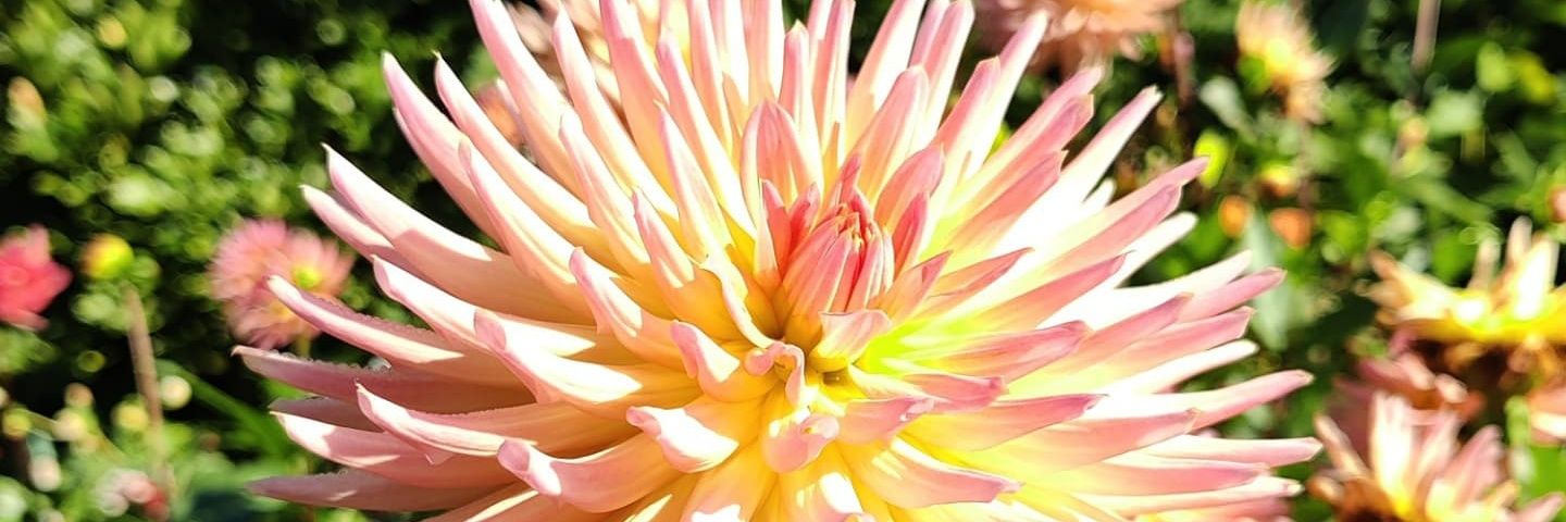 Bon 'dinos for trans rights' Ninary🦖🏳️‍⚧️🏳️‍🌈 banner