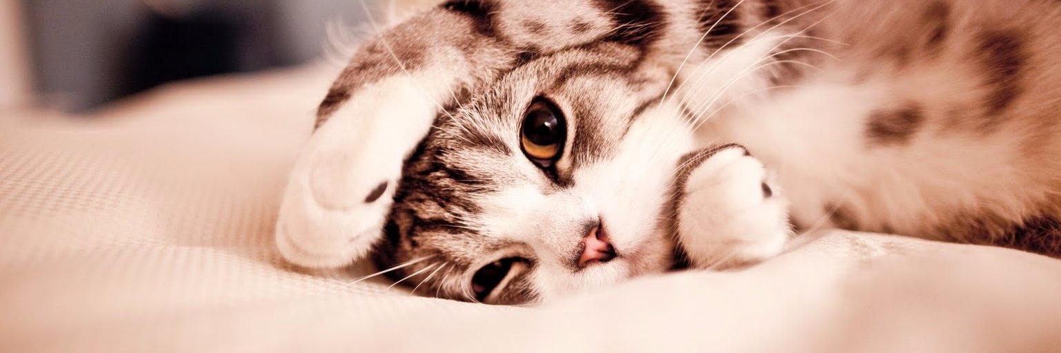 tiggercita's profile banner image