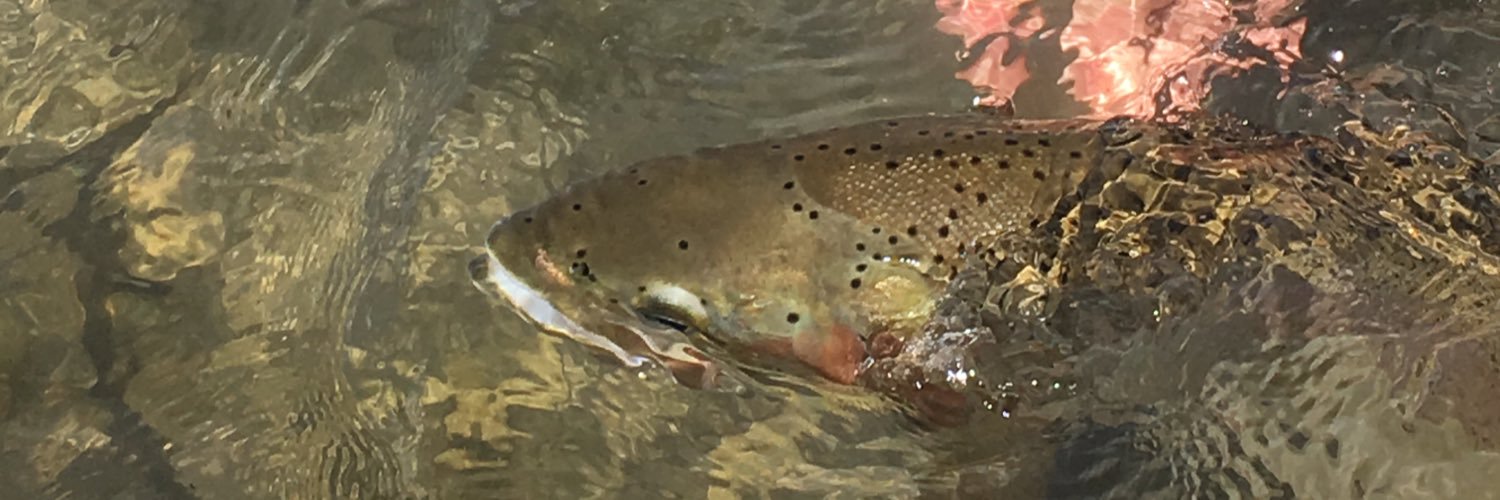 LongFlyfisher's profile banner image