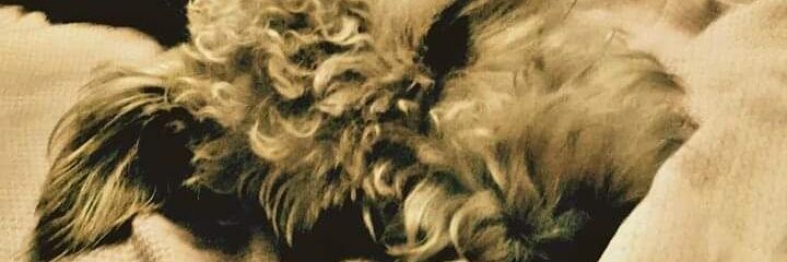 Nior 🐺 banner