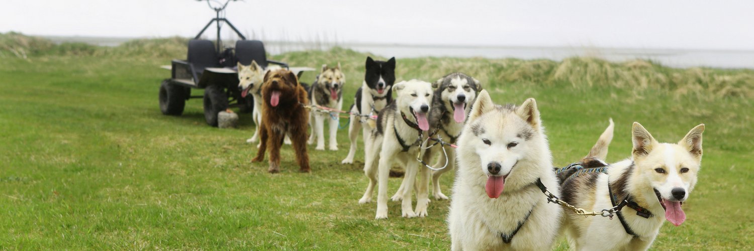 dogsleddingice's profile banner image