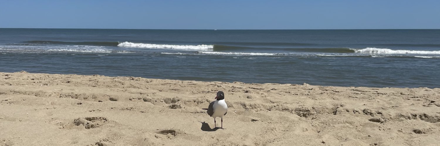 lil_berd's profile banner image