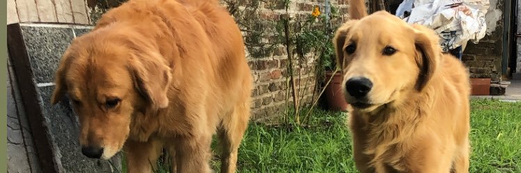 BrunoZitella's profile banner image