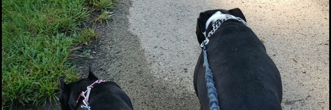 Jesse............................... banner