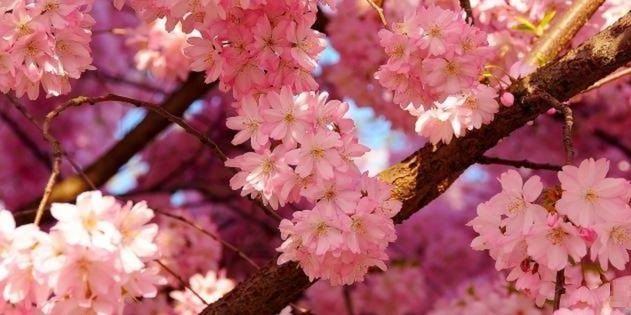 Huda_Alazawi's profile banner image