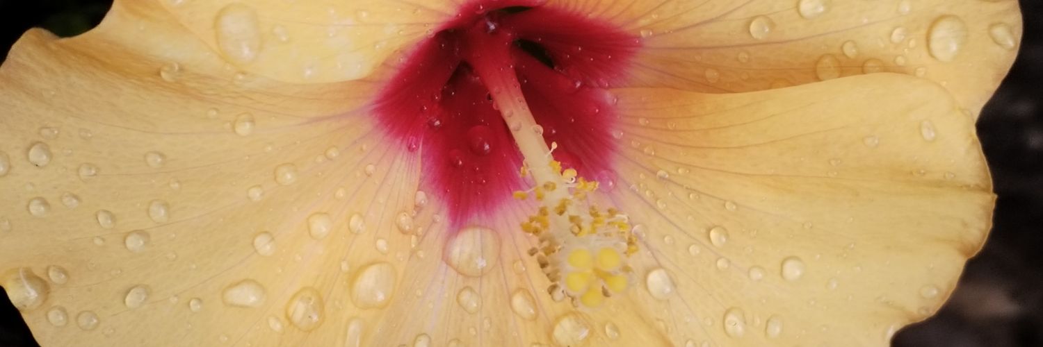 Inmaculadacode 🇪🇸 ⚖️ banner