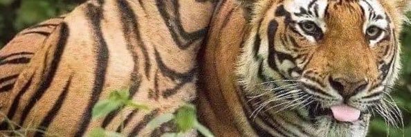 KentJGM's profile banner image