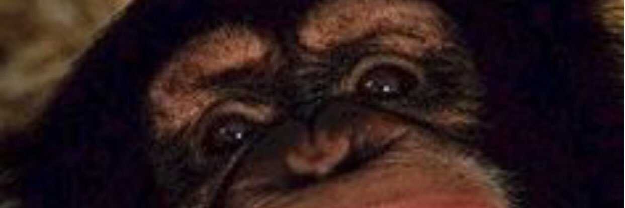brandimapilis's profile banner image