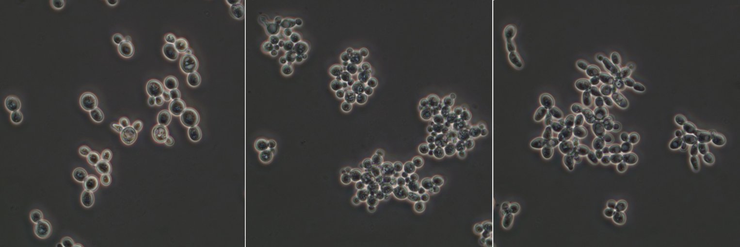 Walter P. Pfliegler banner