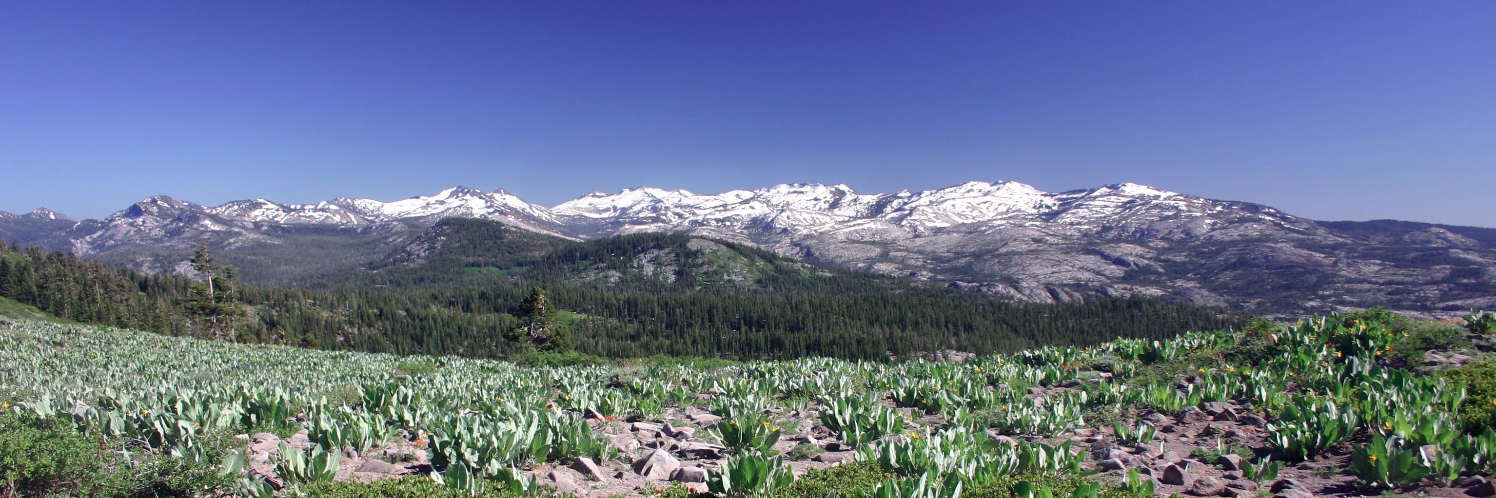 Ralph Peer, II banner